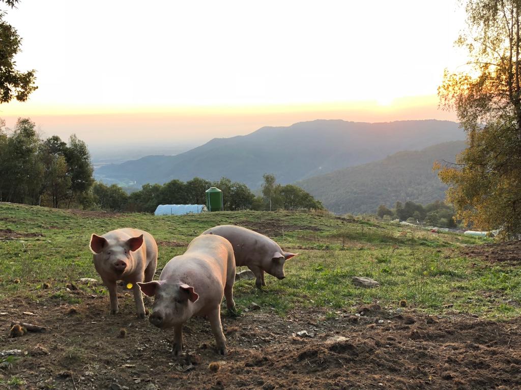 cochon en plein air