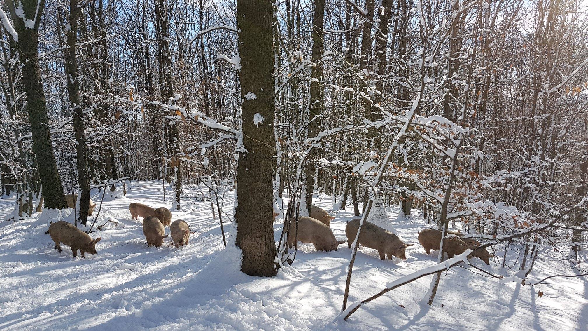 cochon en plein air sous la neige